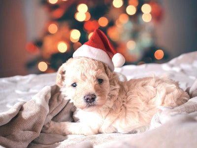 Merry Christmas | Hush Home